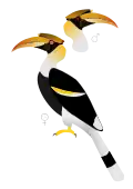 The iris, underside of the casque and orbital skin colours vary between the sexes