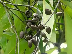 Dehiscing fruit