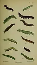 Figs. 4, 4a larvae after last moult