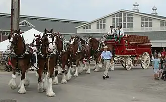 Eight-horse hitch