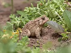 Image 31American toad (Anaxyrus americanus) (from True toad)