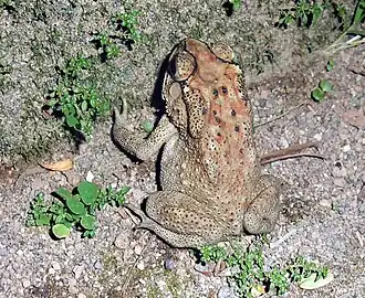 Dorsal view