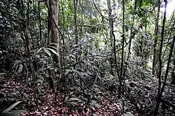 Jungle view