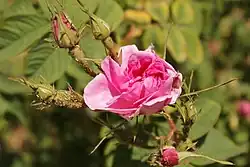 Festival of the rose, Kazanlak