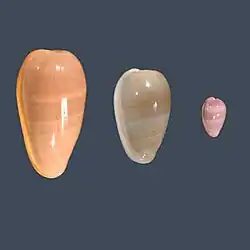 Banded species of genus Bullata