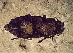 A well-preserved Buprestidae beetle (3.5 cm or 1.4 in long) from the FBNM collections. Other beetles, flies and Hemiptera bugs have also been found in the Fossil Lake sediments.[10]