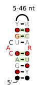 A consensus secondary structure and primary sequence for the C-loop RNA motif.