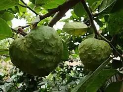 Chirimoya