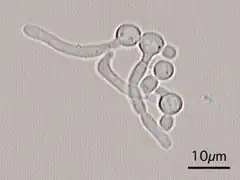 Germ tubes of Candida albicans
