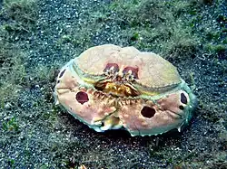 Calappa philargius