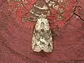 Calathusa cyrtosticha, Australia