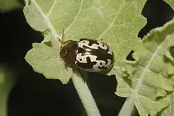 Calligrapha intermedia, México