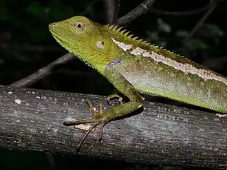 C. jerdoni