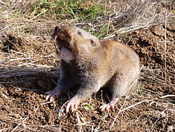 A defensively postured dull brown gopher, bearing large protuberant incisors