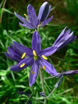 Flowers in Corvallis, Oregon
