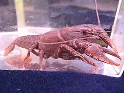 Cambarus georgiae