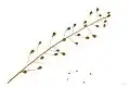Camelina sativa museum specimen