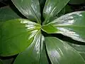 Green leaves