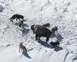 The wolf is both an apex predator and a keystone species, affecting its prey's behaviour and the wider ecosystem.