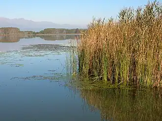 Cane thicket