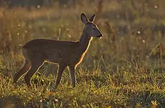 Roe deer