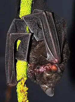 Brown bat