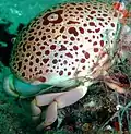 Carpilius convexus (Male), Posterior view, Ludwig Wreck, Persian Gulf, 2012.
