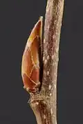 Leaf bud