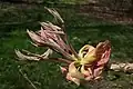 Bud break