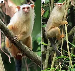Gray monkey