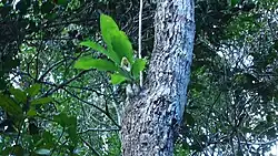 Pseudobulb on tree