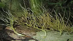 Aerial roots