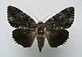 Catocala lacrymosa tearful underwing