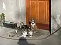 Four cats and a dog sit together
