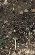 C. pilosus stems, with seedpods