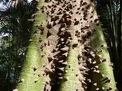 Thorny buttress roots and trunk base