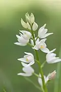 Inflorescence