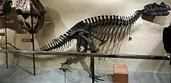 Holotype as it was originally mounted by Charles Gilmore in the National Museum of Natural History