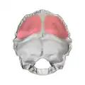 Cerebral fossa (shown in red)