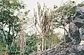 Cereus pierre-braunianus at the type location