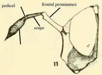 Antennae