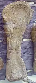 Right humerus of C. oxoniensis
