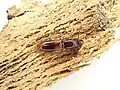 Chaetosoma scaritides