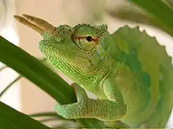 Chameleon grasping branch