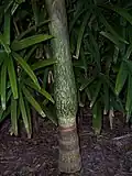 "Watermelon" colored crownshaft and trunk with distinct leaf scar rings