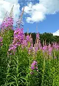 Rosebay willowherb, Le Tholy.