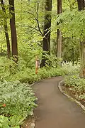 Asian Woods