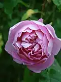 'Charles Rennie Mackintosh'[18]