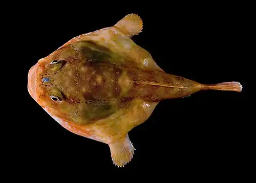 Image 9 Redeye gaper Photo: Steve Ross, NOAA Office of Ocean Exploration The redeye gaper (Chaunax stigmaeus) is a sedentary species of anglerfish native to deep waters in the western North Atlantic from the Georges Bank off New England southward to the Blake Plateau off South Carolina. It is a sedentary ambush predator that spends most of its time resting on the sea floor on its pectoral and pelvic fins, moving only to capture prey or avoid predators. More selected pictures