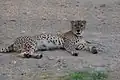 Cheetah